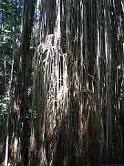 CairnsTC225 Curtain Fig Tree